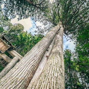 Sustainability goals tree restoration images cf4ecf81 b188 43f8 b55e 1dbba7160942 tmb esize 350