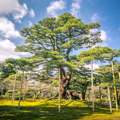 Sustainablity page tree 400x400